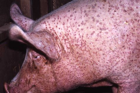 NADIS - National Animal Disease Information Service