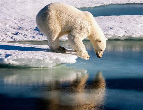 How do polar bears get traction on ice? - Earth.com