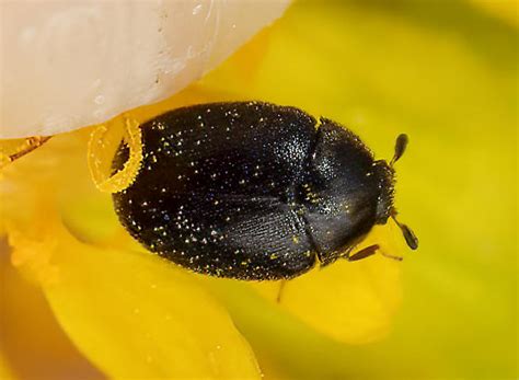 Image result for Microcrypticus Scriptum