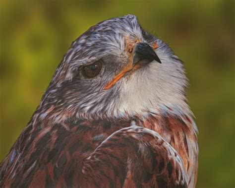 Image result for Hawk Predator Sounds