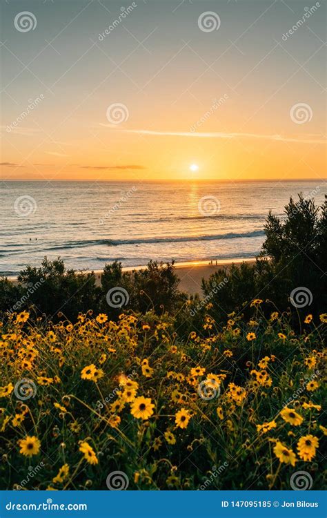 Yellow Flowers and Sunset Over the Pacific Ocean at Salt Creek Beach in ...