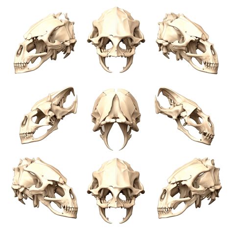 Wolf Skull Anatomy Identify This Skull