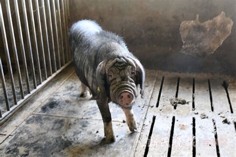 国内饲养的优良猪品种展示 - 养猪新闻图库——中国养猪网 - 中国养猪网-中国养猪行业门户网站