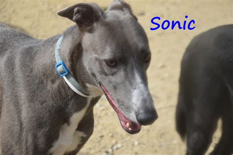 Sonic SOS 的图像结果