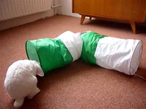 Kuvatulokset haulle bunny tricks