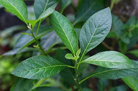 Buy 1 Cây mật gấu - Bitter Leaf – Vernonia amygdalina Live Online at ...