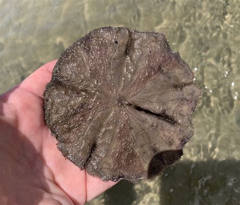 Sand Dollars