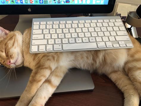 Image result for Keyboard Cat Meme