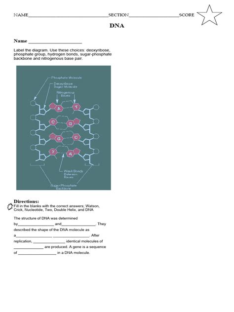 DNA Learning Worksheet 的图像结果