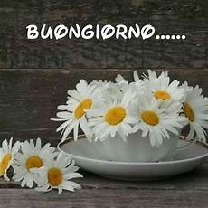 frasi e fiori immagini frasi buongiorno con fiori margherite immagini frasi e fiori immagini frasi buongiorno con fiori margherite immagini