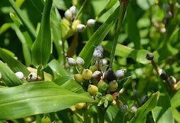 Image result for Baby Tears Wandering Jew