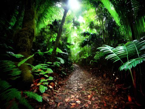 Image result for Animation Samurai