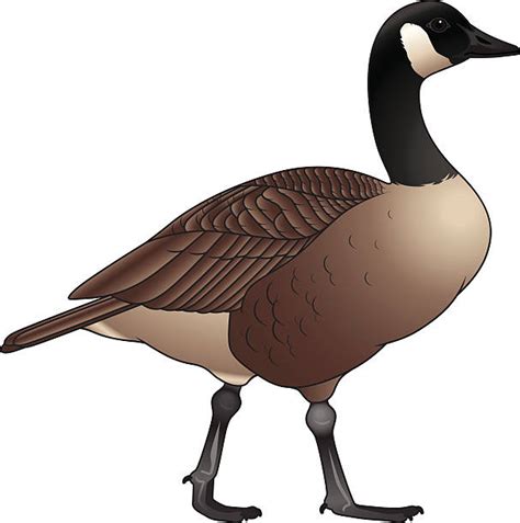 Canadian Goose Clipart