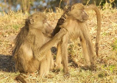 Image result for Baboon Behavior