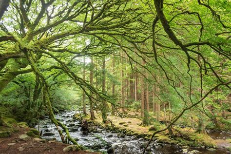 Location : Baden-Württemberg, Germany Type : Temperate Forest Size ...