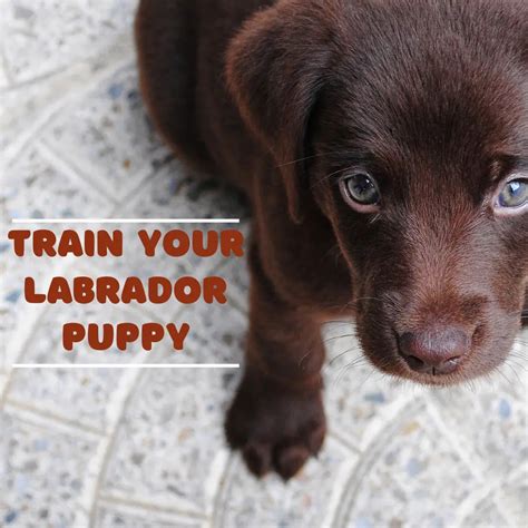 How to Train a Labrador Puppy for Obedience and Good Behavior