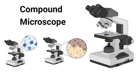 Image result for Compound Microscope Examples