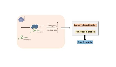 SOX2-OT Binds with ILF3 to Promote Head and Neck Cancer Progression by ...