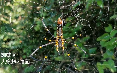 蜘蛛是怎么织网的？