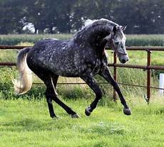 cavallo pomellato click visit site and check out i my horses shirts cavallo pomellato click visit site and check out i my horses shirts