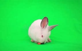 Image result for White Bunny Rabbit Animal