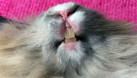 How To Care For Your Rabbit’s Teeth - Planet Pet