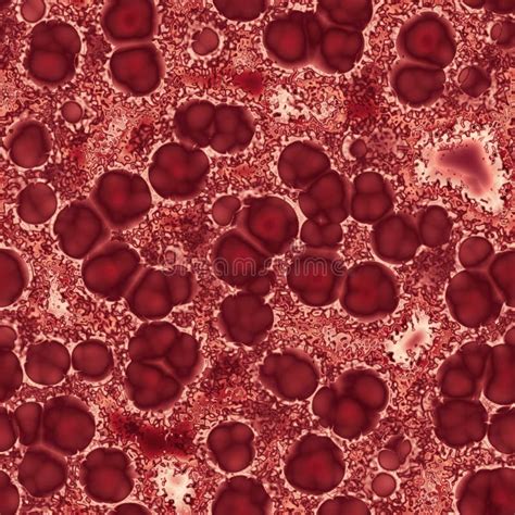 Microscope Bacteria 的图像结果