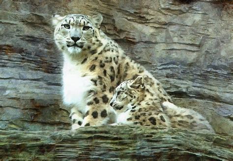 Image result for Add and Edit Menu Python
