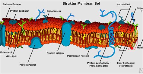 protein yang terdapat pada bagian permukaan fosfolipid disebut
