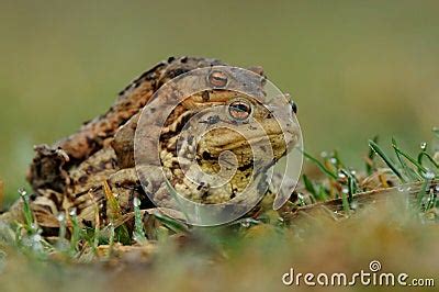 Image result for Copulation in Animals