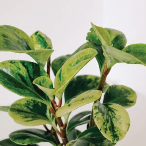 Ugaoo Peperomia Variagated Live Plant With Self Watering Pot : Amazon ...