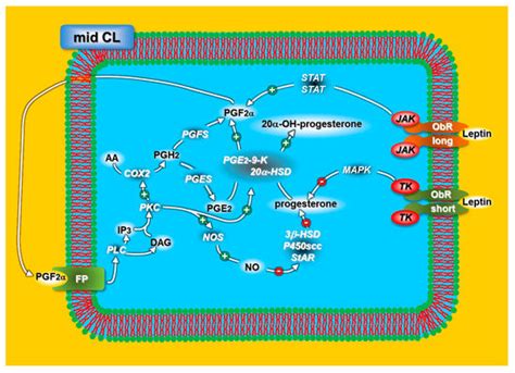 Animals | Special Issue : Challenges and New Strategies on Rabbit Breeding
