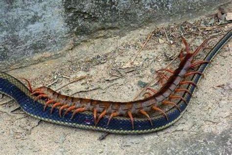 世界上最大蜈蚣3米多?揭秘史前蜈蚣节胸