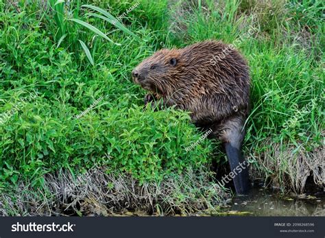 1,317 Eurasian Beavers Images, Stock Photos & Vectors | Shutterstock