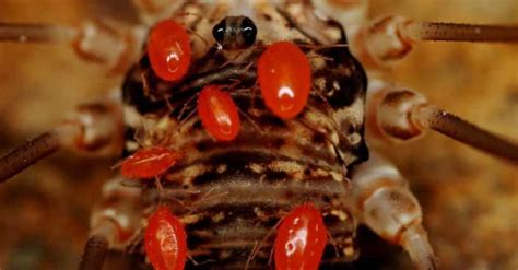 Image result for Alien Lay Eggs Inside Body