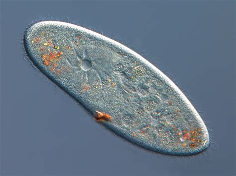 Protozoários - Estrutura, respiração e locomoção - Reino Protista - Biologia - InfoEscola