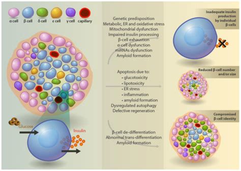 Beta Cell Dysfunction in Youth- and Adult-Onset Type 2 Diabetes: An ...