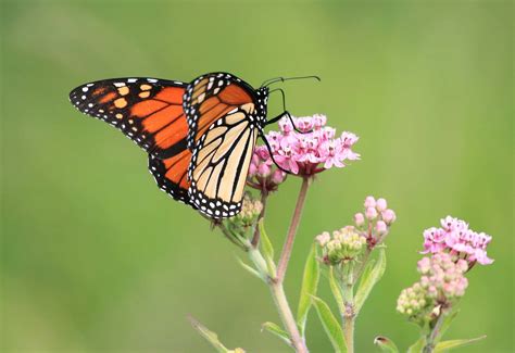 What Do Monarch Butterflies Eat? - A-Z Animals