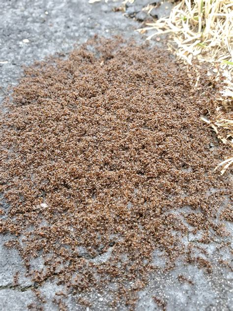 🔥 This pile of ants on the walkway at my house, you could hear them ...