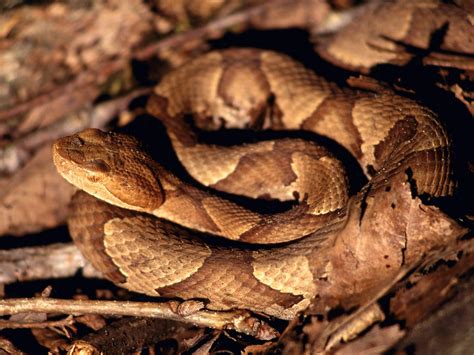 Copperhead Snake, Fall Creek Falls State_Park, Tennessee; Image ONLY