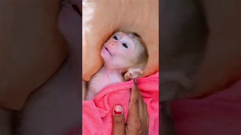 Image result for Baby Monkey Exploding