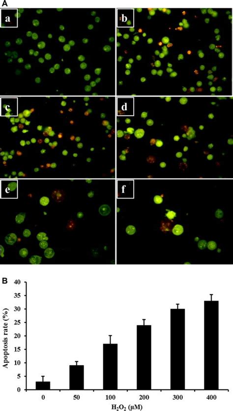 H2O2 Apoptosis 的图像结果