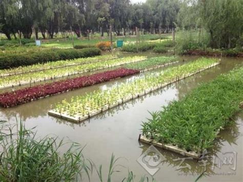 农民朋友参观福保村的水上蔬菜种植_新浪新闻