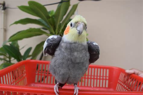 How To EASILY Teach A Cockatiel To Talk & Sing - CaringForFeathers