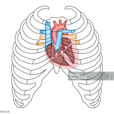 Rib Cage Drawing With Heart at Johnny Duffy blog