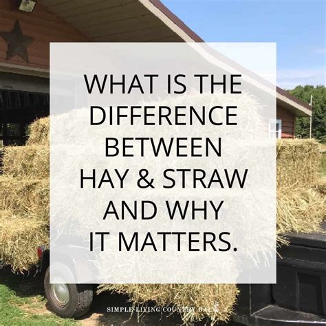 Hay Vs Straw Difference Between Hay Vs Straw: Not The Same Thing