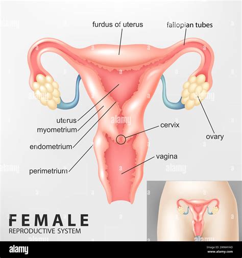 Image result for Female Reproductive System Diagram Fertilization