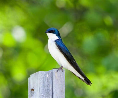 Swallow Bird Nature - Free photo on Pixabay