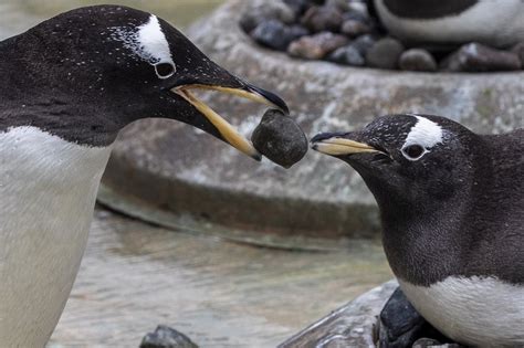 This penguin mating ritual ‘rocks’ (Video) | New York Post
