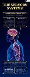 Infographics: Nervous System - Biology Class 11 - NEET PDF Download
